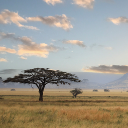 A Tree in Serengeti National Park